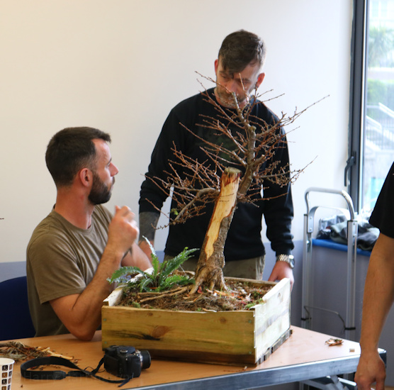 bonsai larch ireland